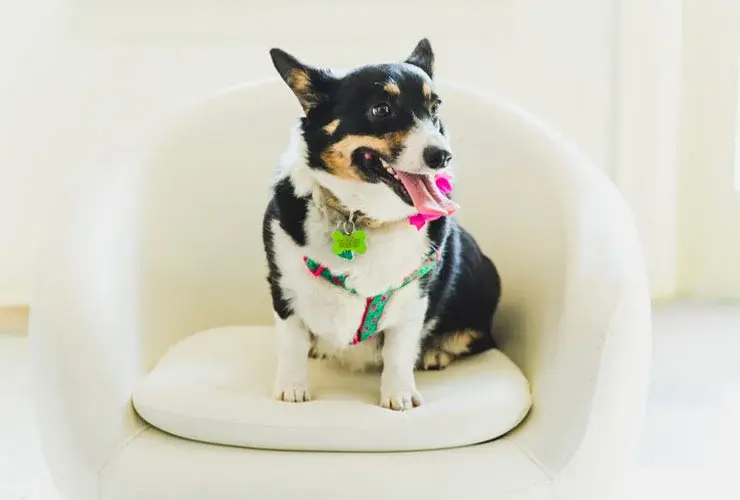 Mac Properties Dog 1