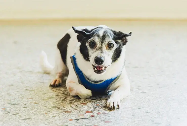 Mac Properties Dog 2